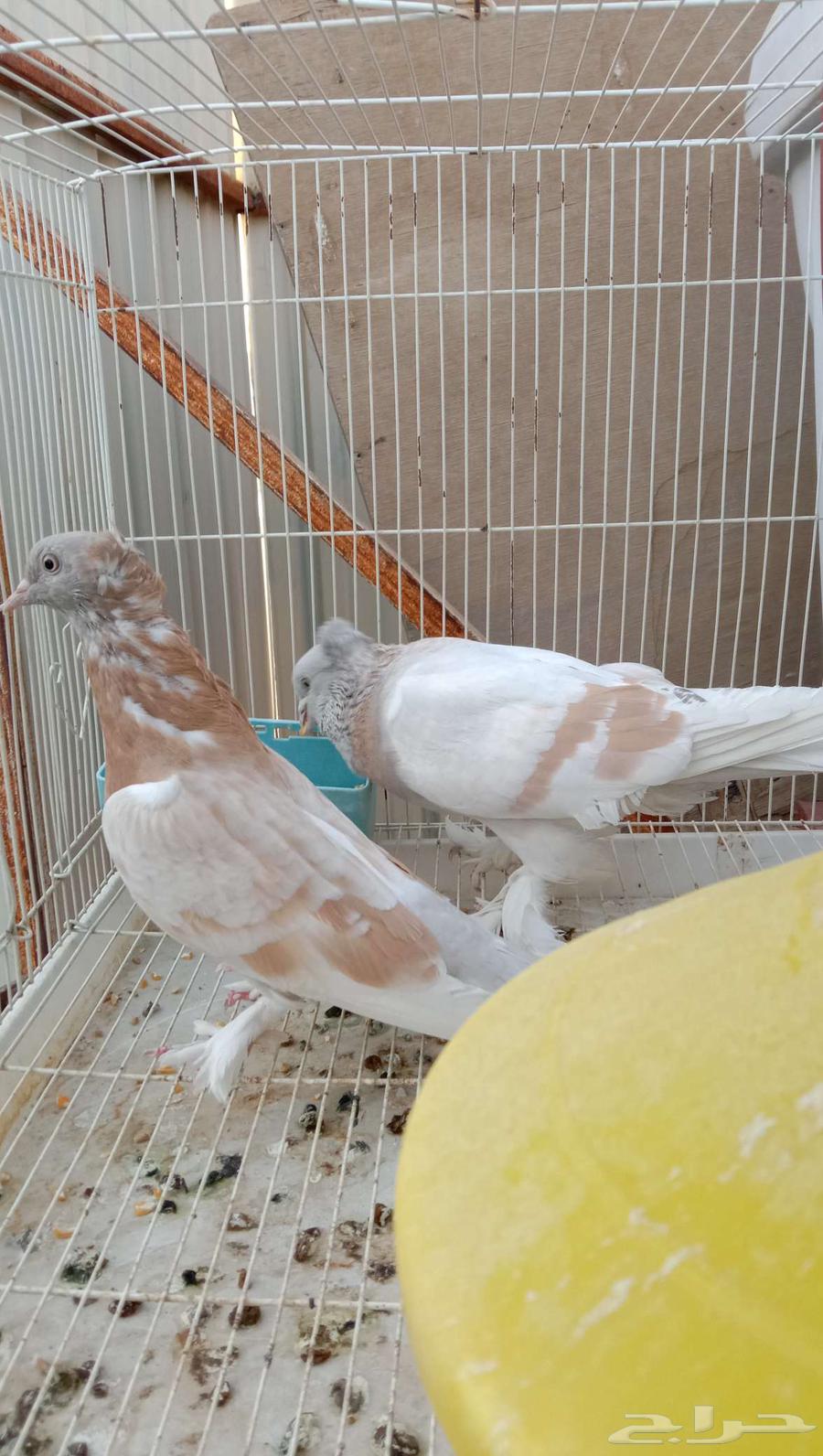 حمام تركي ليموني جوز منتج64433993704963112