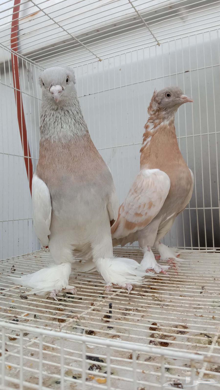 حمام تركي ليموني جوز منتج64433993704963110