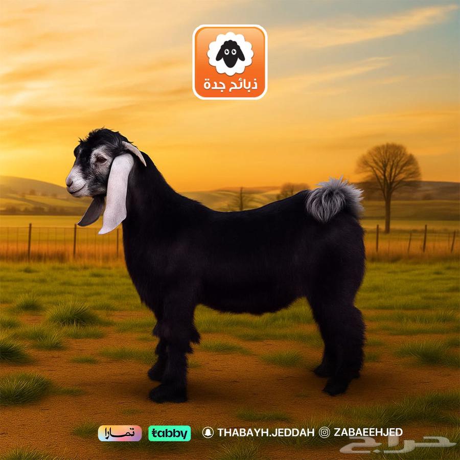 تيس كشميري - عرض خاص - نصف تيس 299 ريال جدة توصيل تابي تمارا64438042365443110