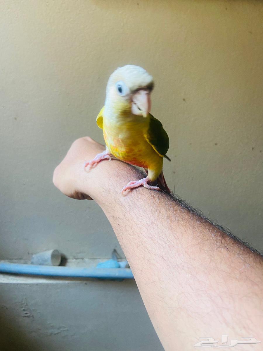 طيور اليفة بلجرشي64436011264897113