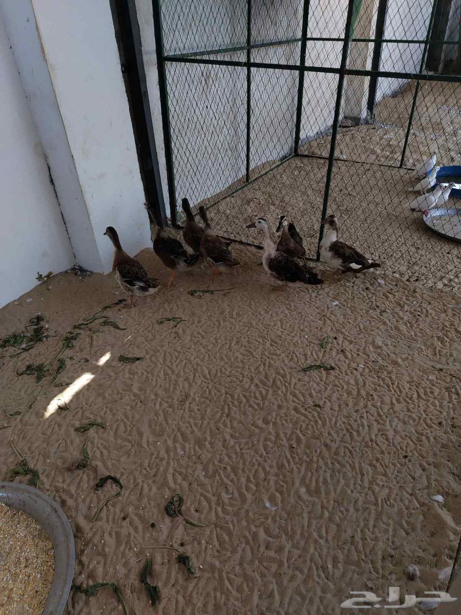 بط جميل للبيع جمله او تفريد64436146006401114