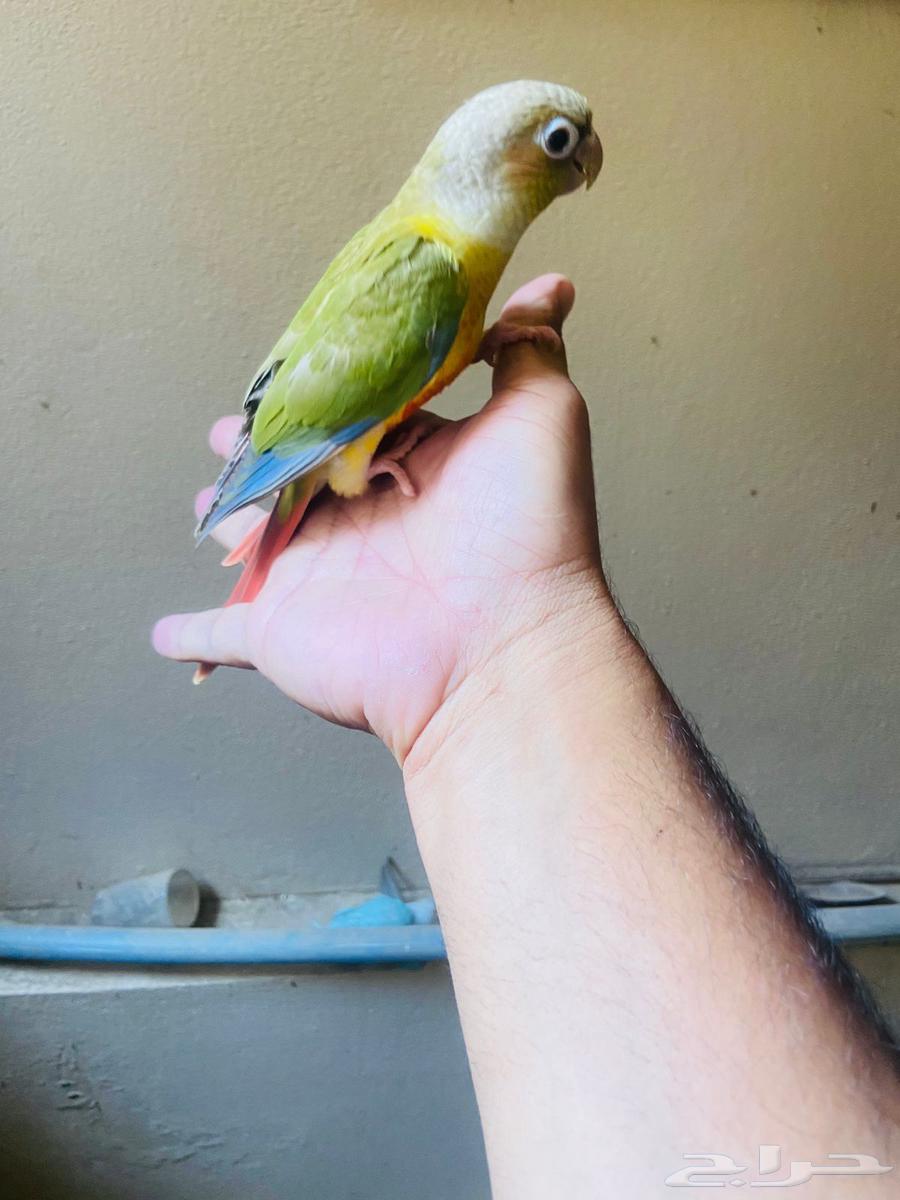طيور اليفة بلجرشي64436011264897114
