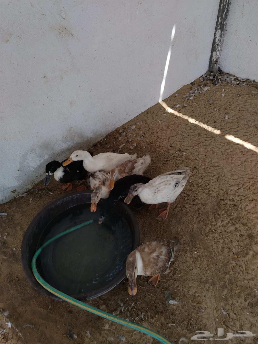 بط جميل للبيع جمله او تفريد64436146006401112