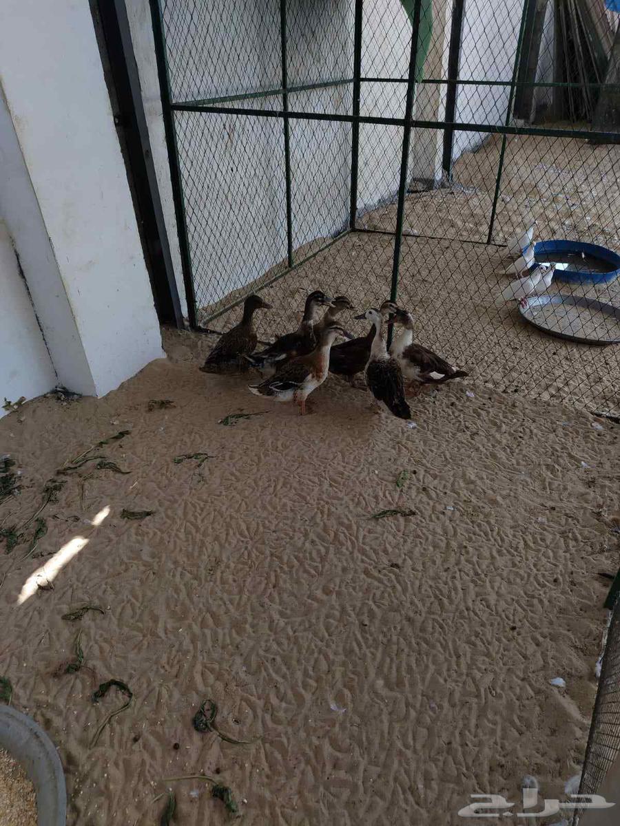 بط جميل للبيع جمله او تفريد64436146006401110