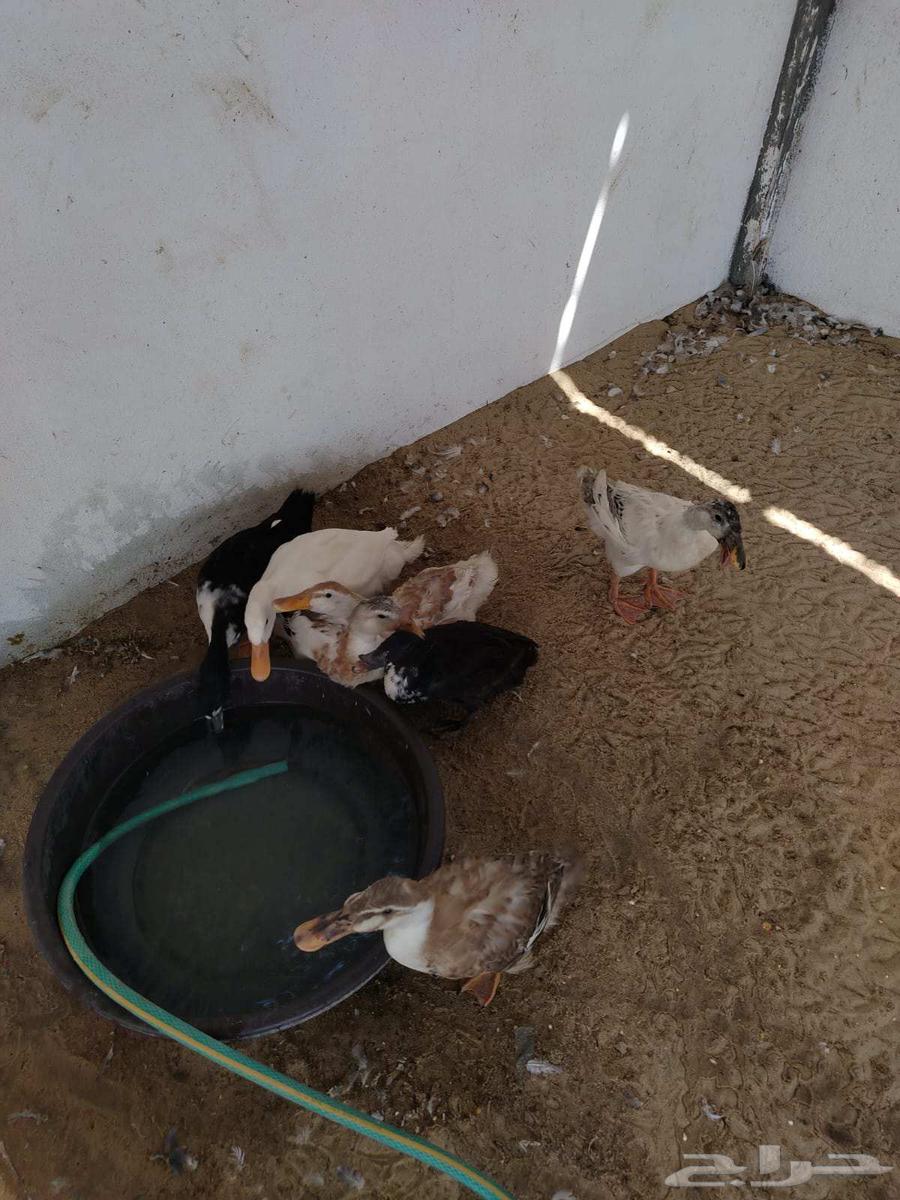 بط جميل للبيع جمله او تفريد64436146006401111