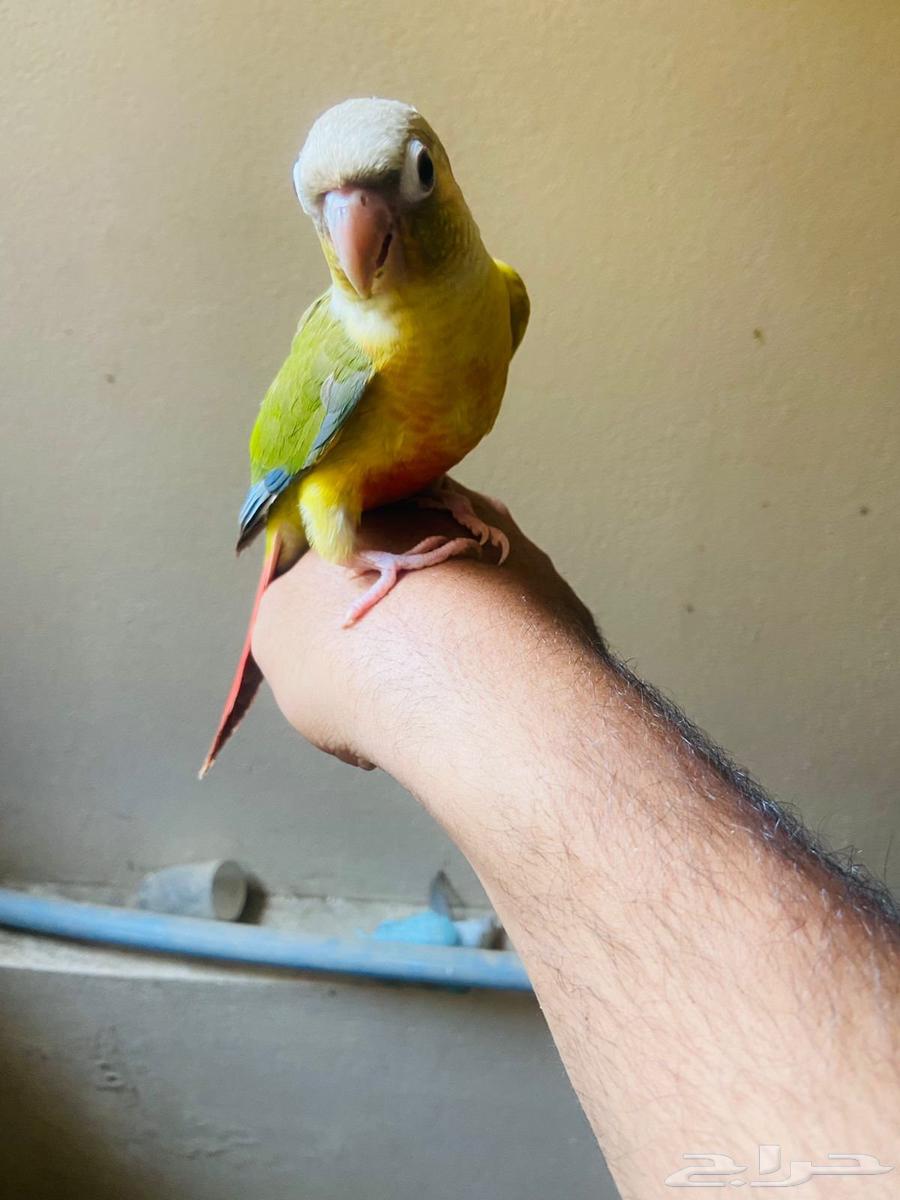 طيور اليفة بلجرشي64436011264897110