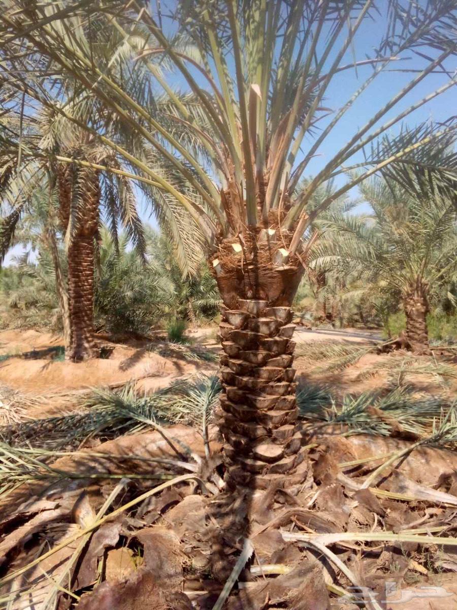 نخل صقعي مجدولي اخلاص سكري برحي نخيل واشنطني64439239572097110