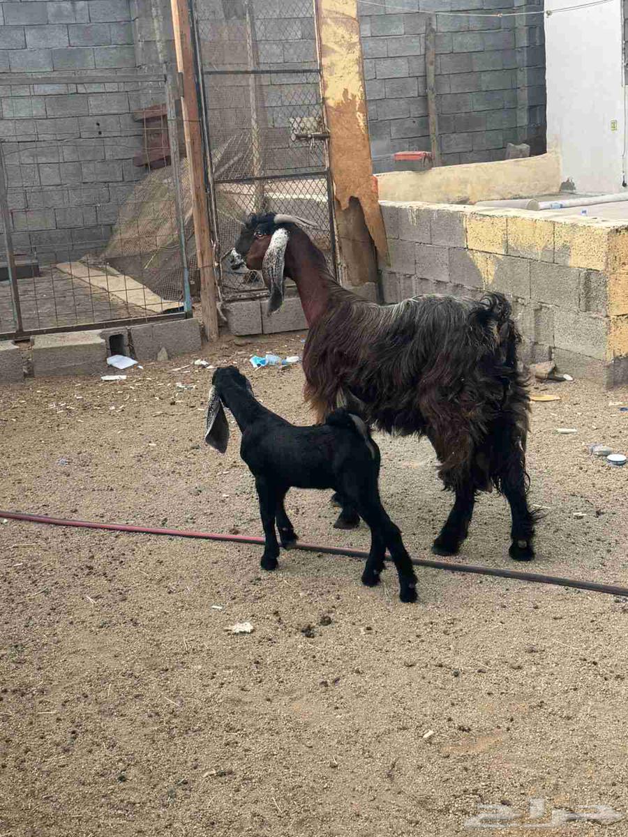 عنز عارضيه خلفه صنف64410638309377111