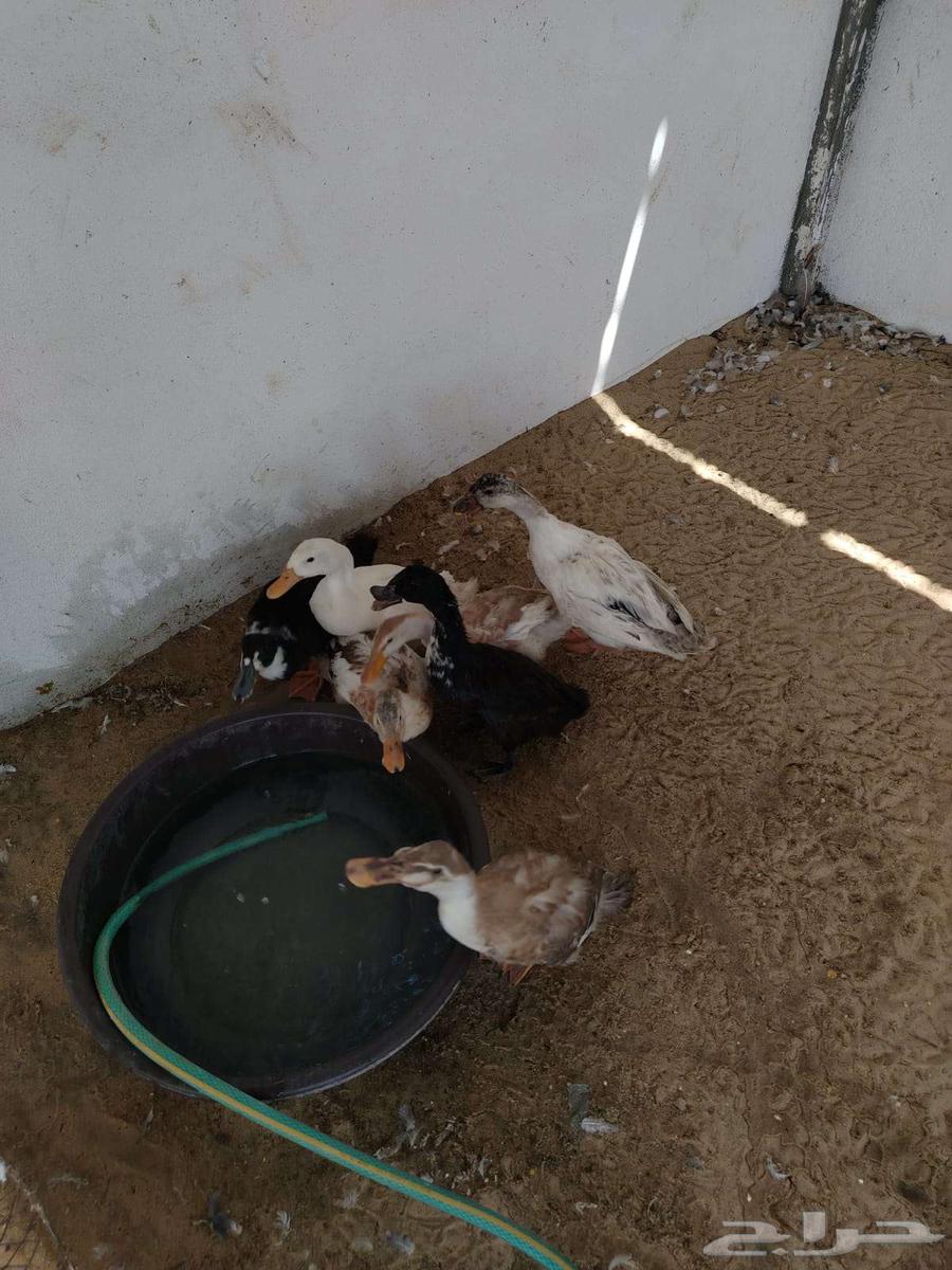 بط جميل للبيع جمله او تفريد64436146006401113