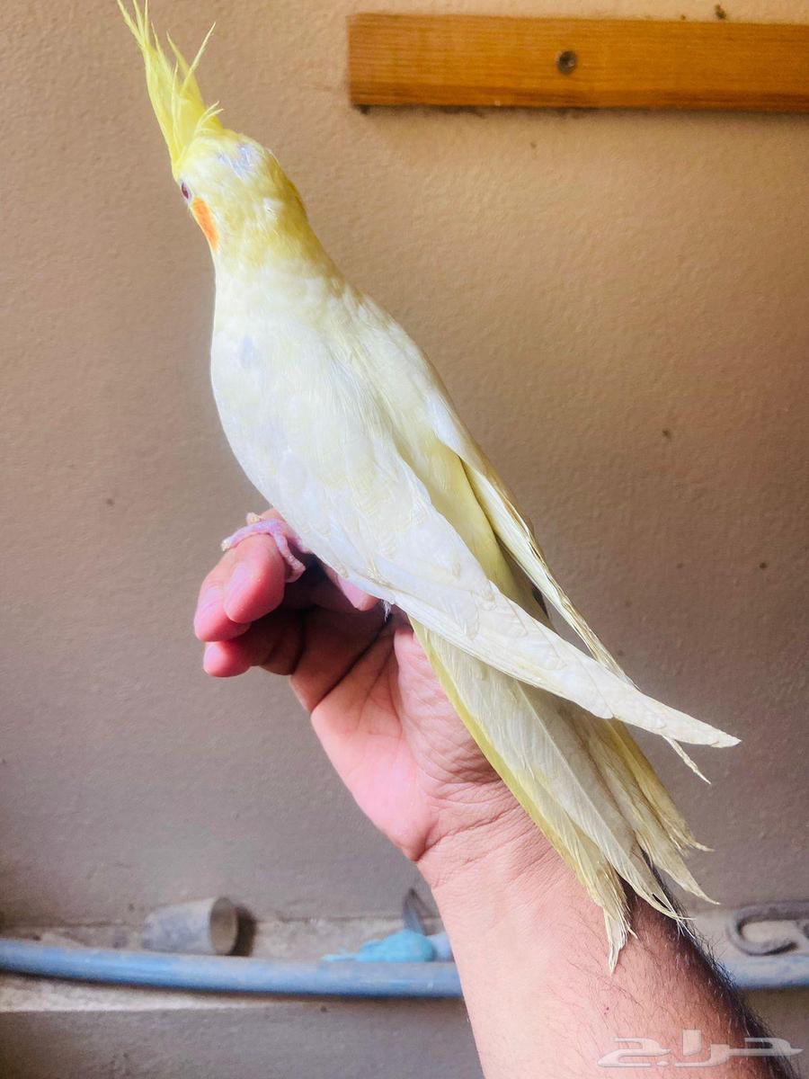 طيور اليفة بلجرشي64436011264897111