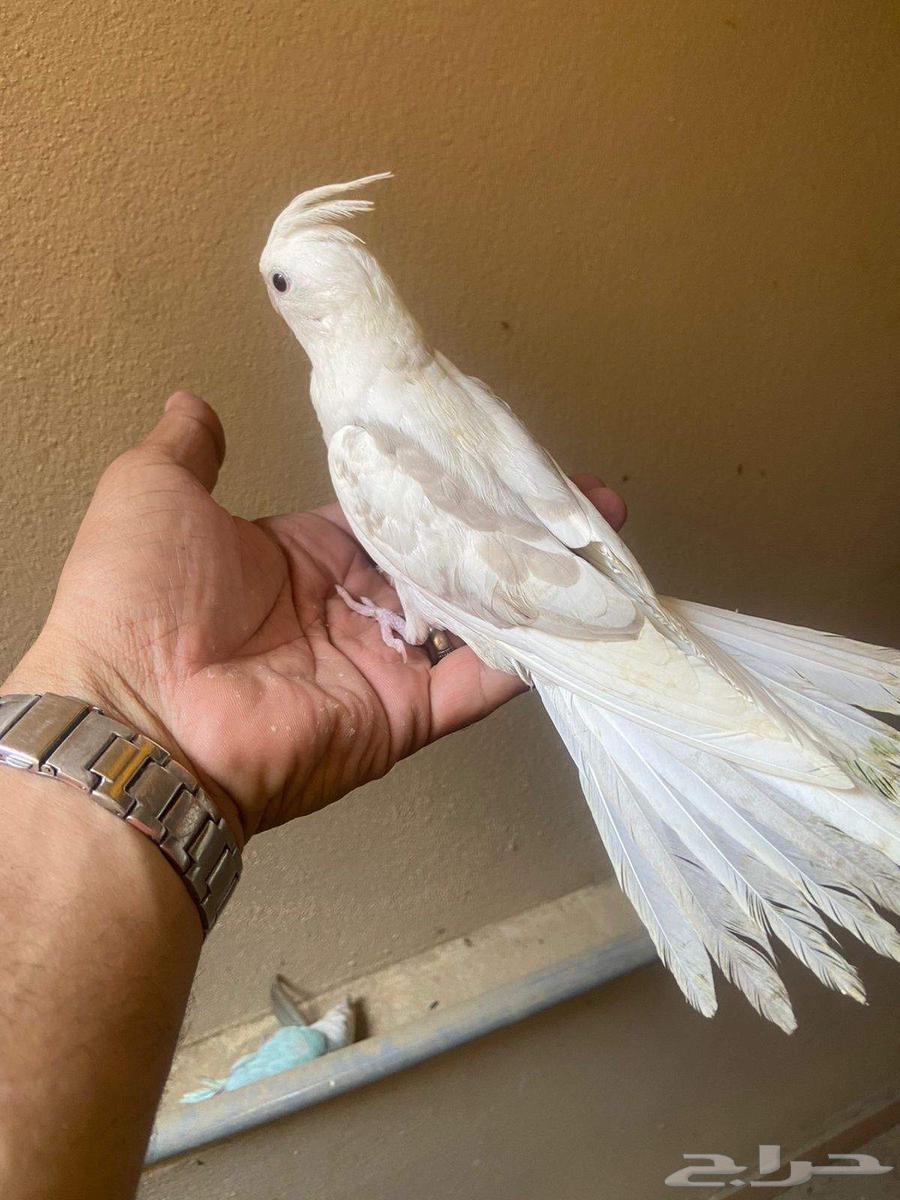 طيور اليفة بلجرشي64436011264897112