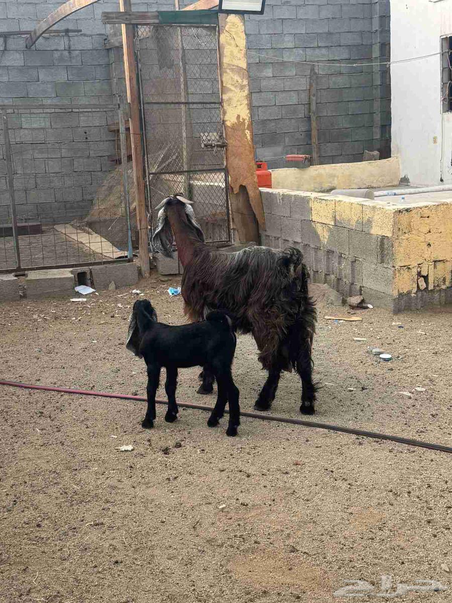 عنز عارضيه خلفه صنف64410638309377113