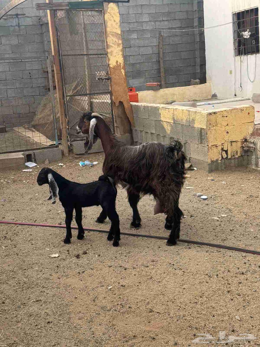 عنز عارضيه خلفه صنف64410638309377112