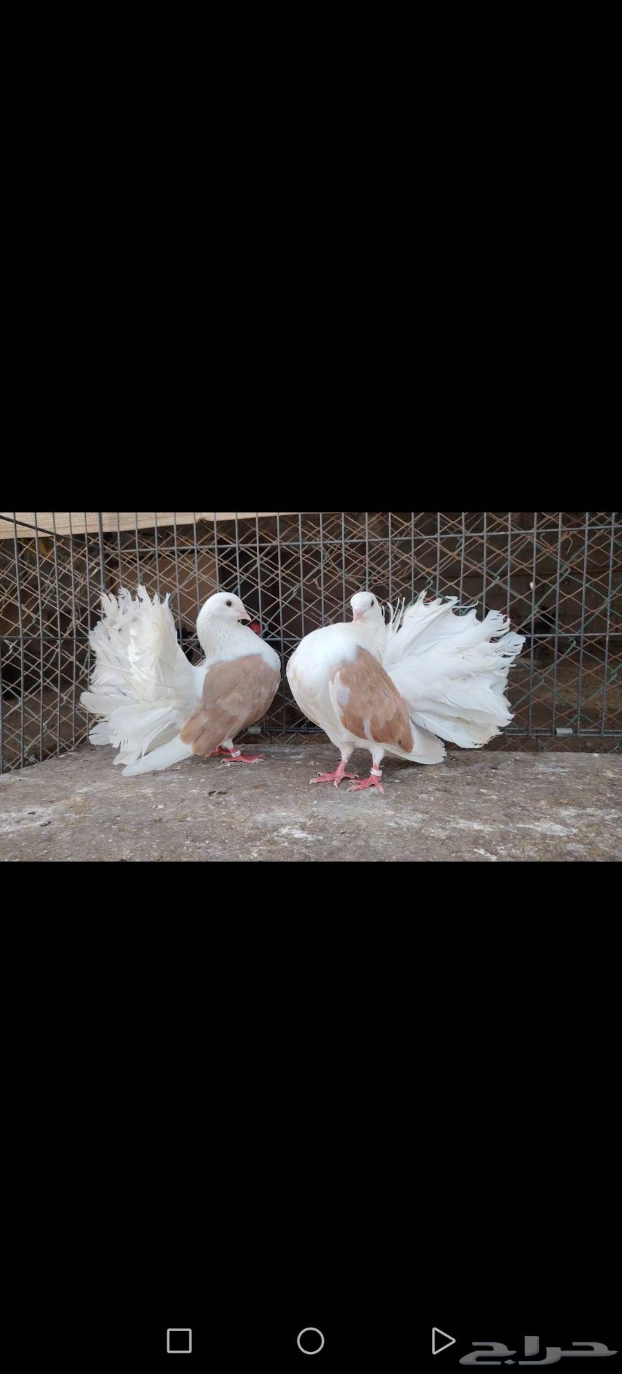 زوج رقاص هولندي مكتف اصفر نوادر64441308811137110