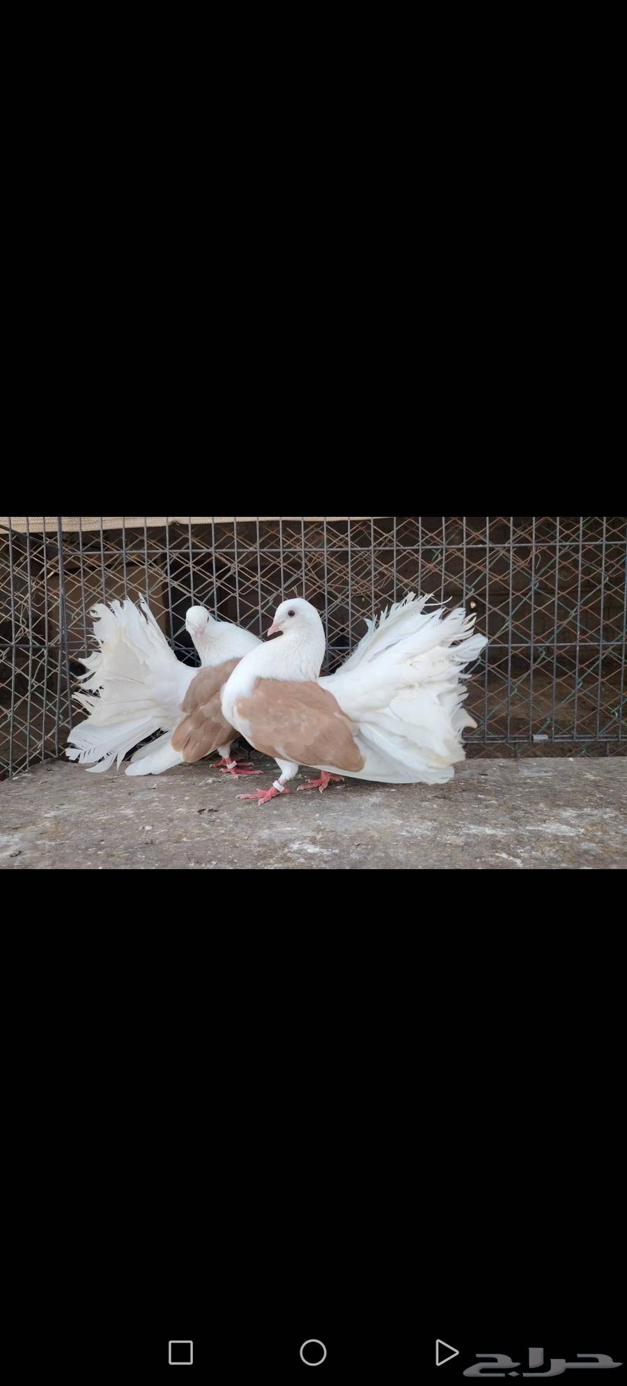 زوج رقاص هولندي مكتف اصفر نوادر64441308811137112