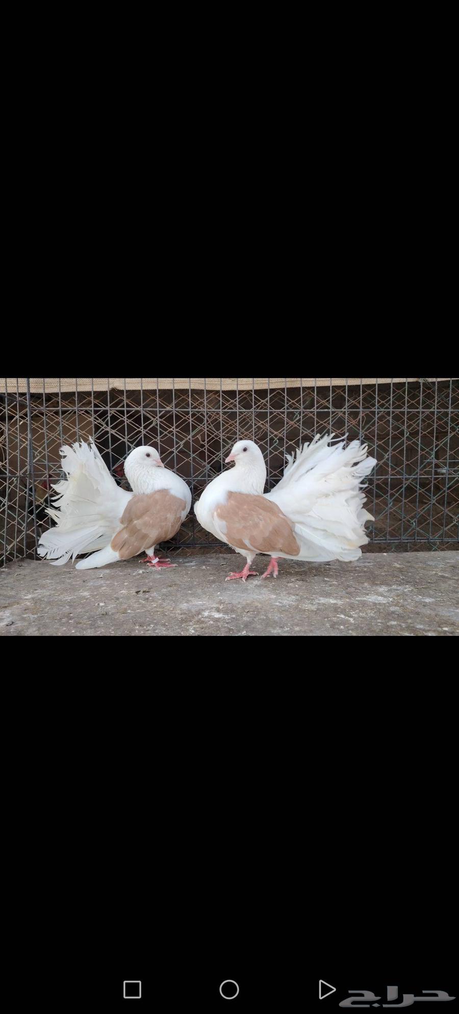 زوج رقاص هولندي مكتف اصفر نوادر64441308811137111