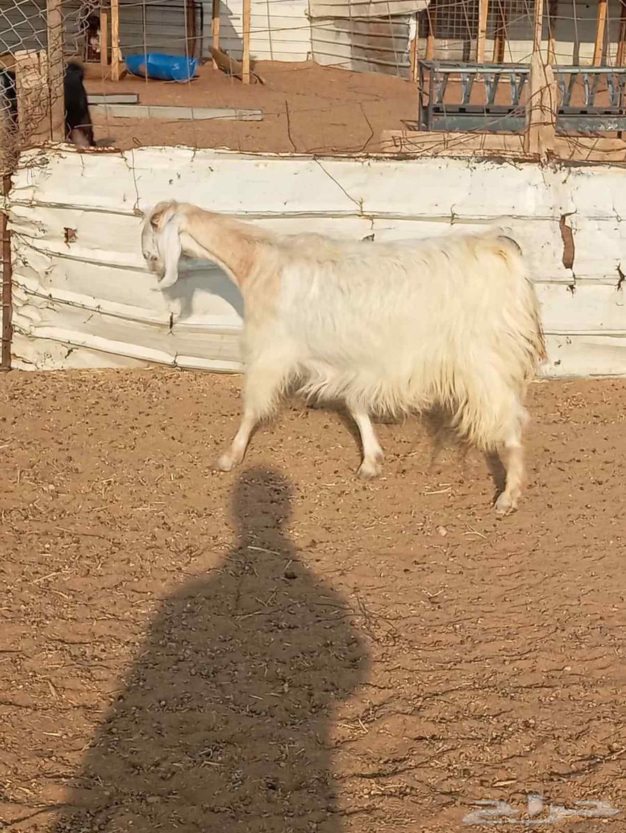 Egyptian goat, must be inspected before purchase64435204387074114