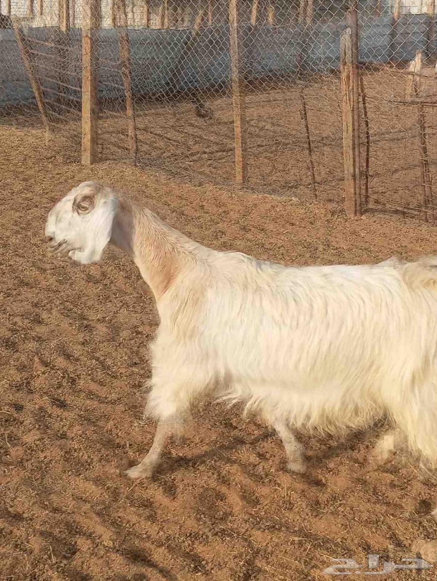 Egyptian goat, must be inspected before purchase64435204387074111