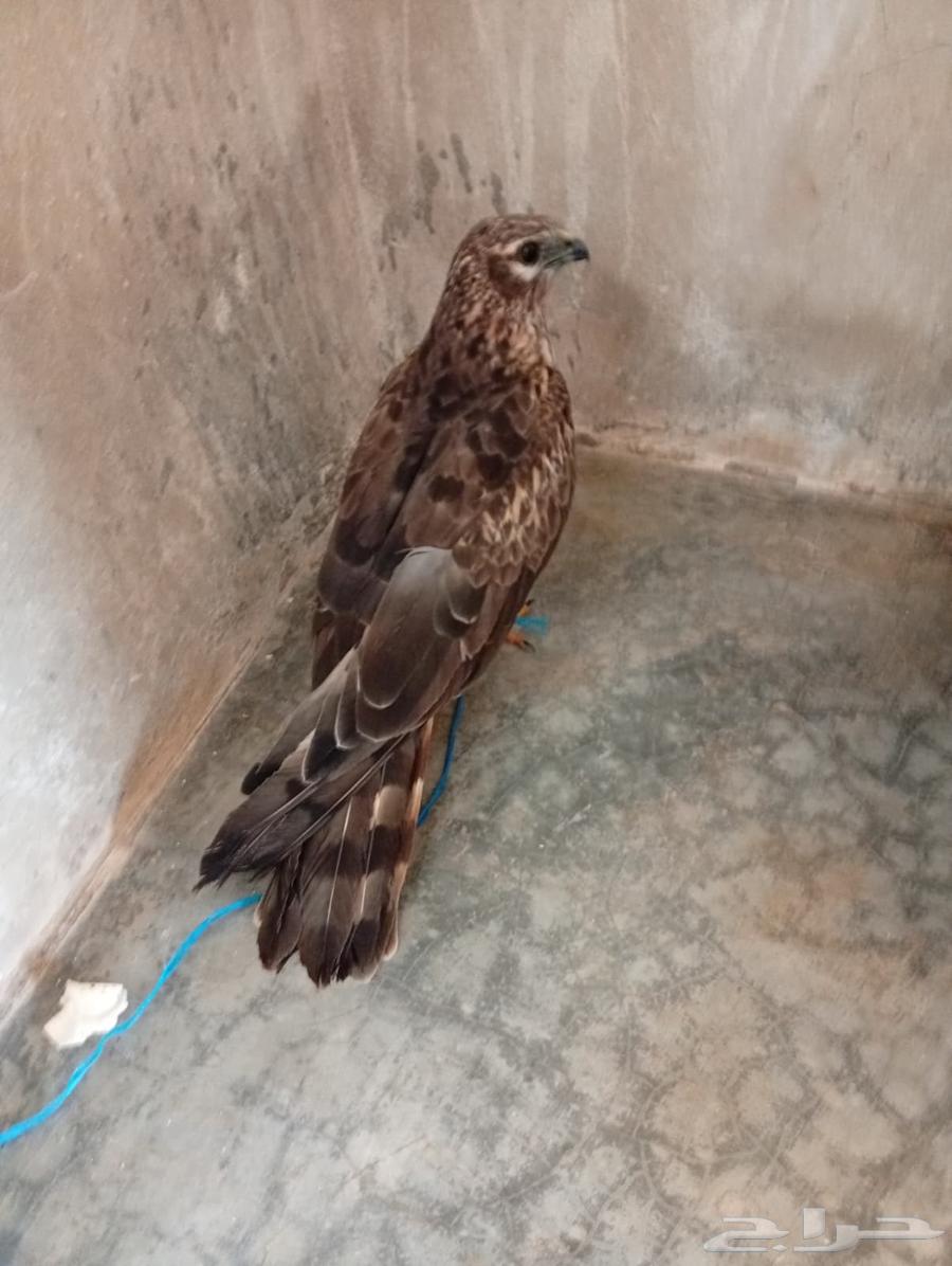 للبيع حر علي السوم64439105130499110