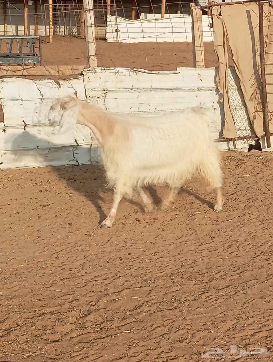 Egyptian goat, must be inspected before purchase64435204387074110