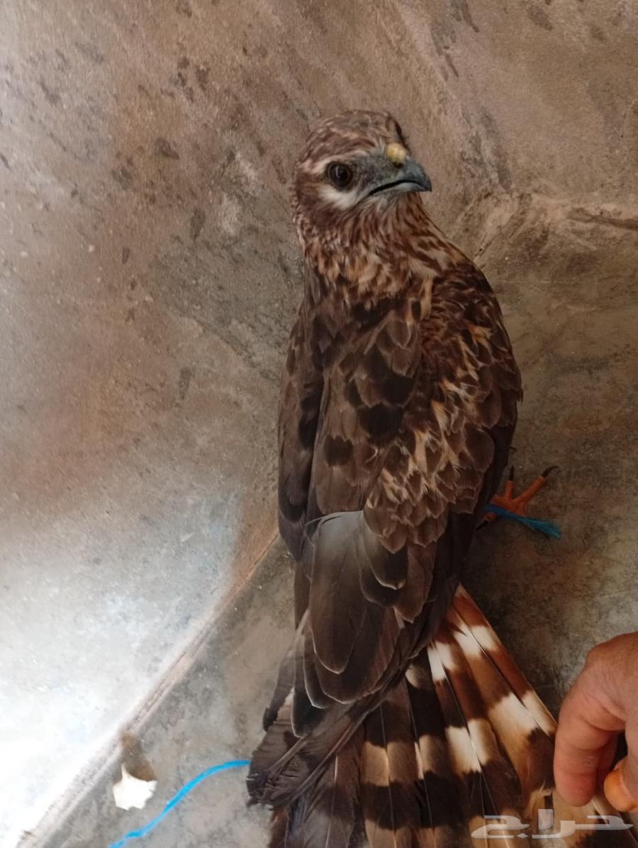 للبيع حر علي السوم64439105130499111