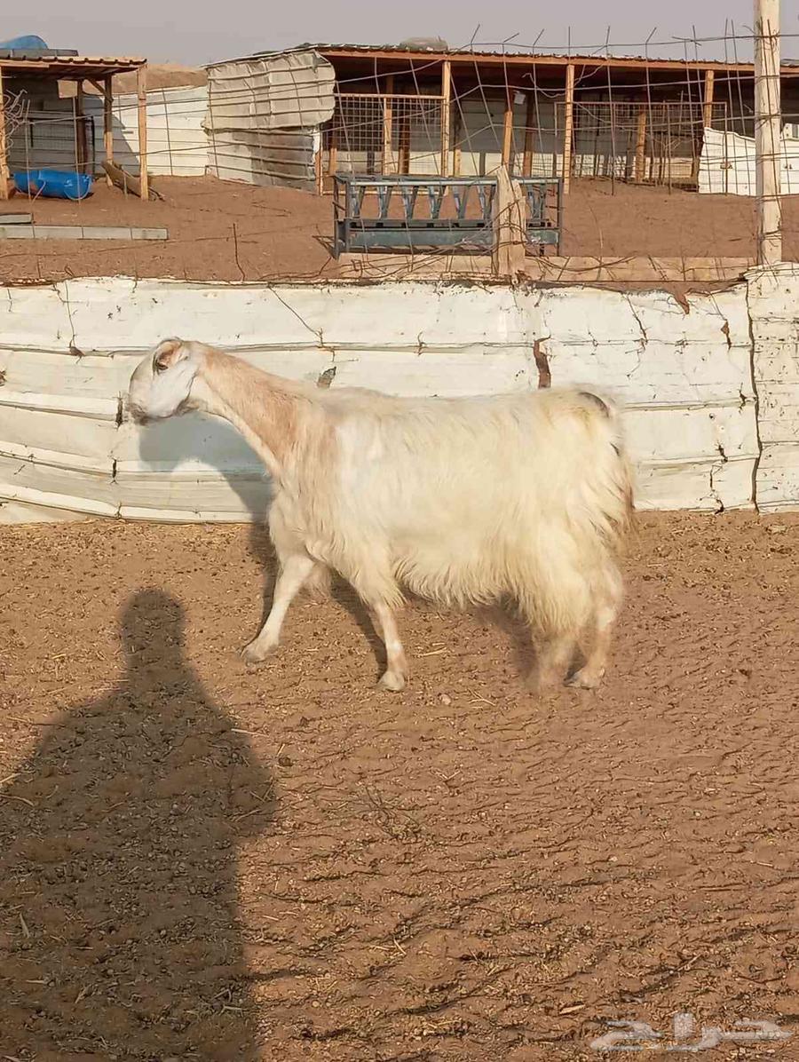 Egyptian goat, must be inspected before purchase64435204387074113