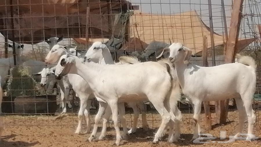 جفار بيشيات طيبة جفرات بيشية كحل وبيض64441062836481110