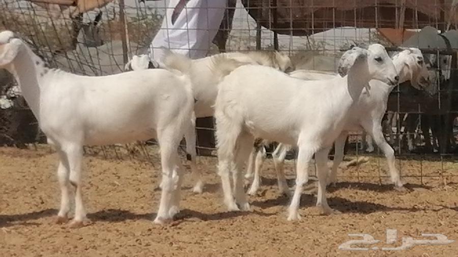 جفار بيشيات طيبة جفرات بيشية كحل وبيض64441062836481113