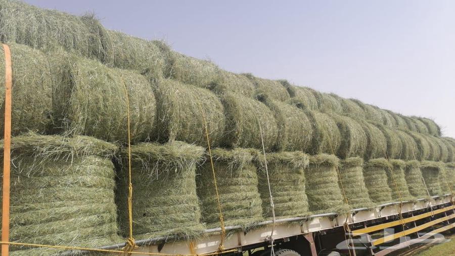 علف رودس للبيع64440015883265111