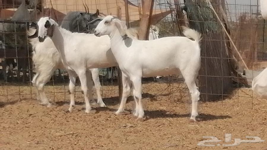 جفار بيشيات طيبة جفرات بيشية كحل وبيض64441062836481111