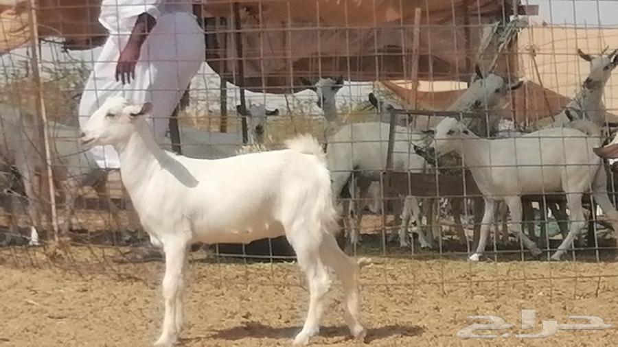 جفار بيشيات طيبة جفرات بيشية كحل وبيض64441062836481114