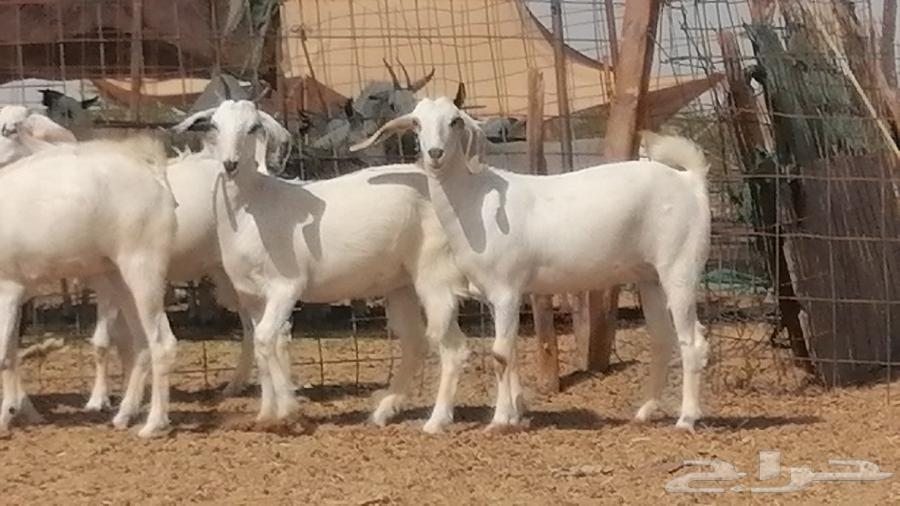 جفار بيشيات طيبة جفرات بيشية كحل وبيض64441062836481112