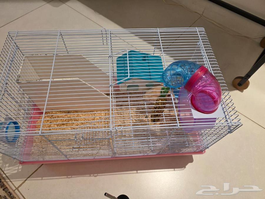 هامسترات للبيع 150 مع القفص وملحقاته اكل وفيتامينات والعاب64433579749633110