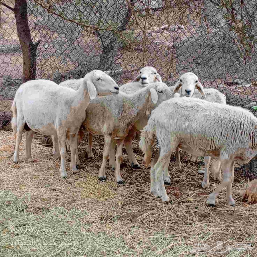 ضان للبيع64437126231937113