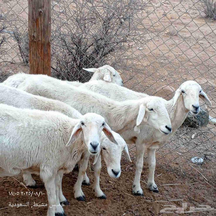Sheep for sale64436253076353111