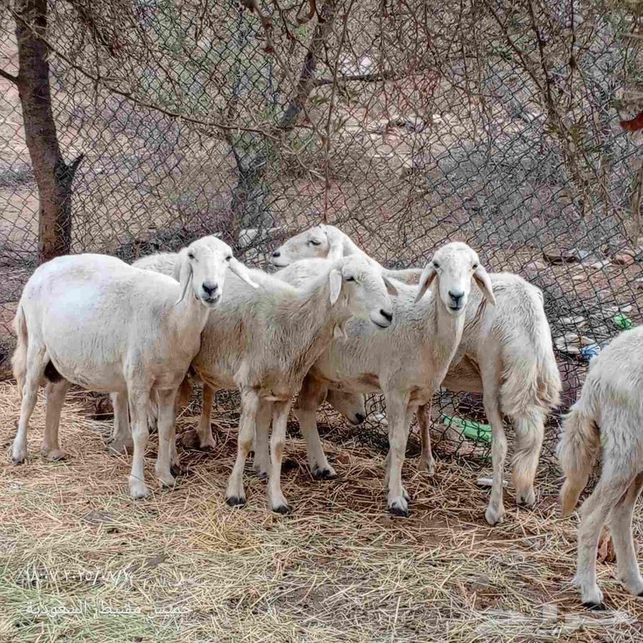 ضان للبيع64437126231937114