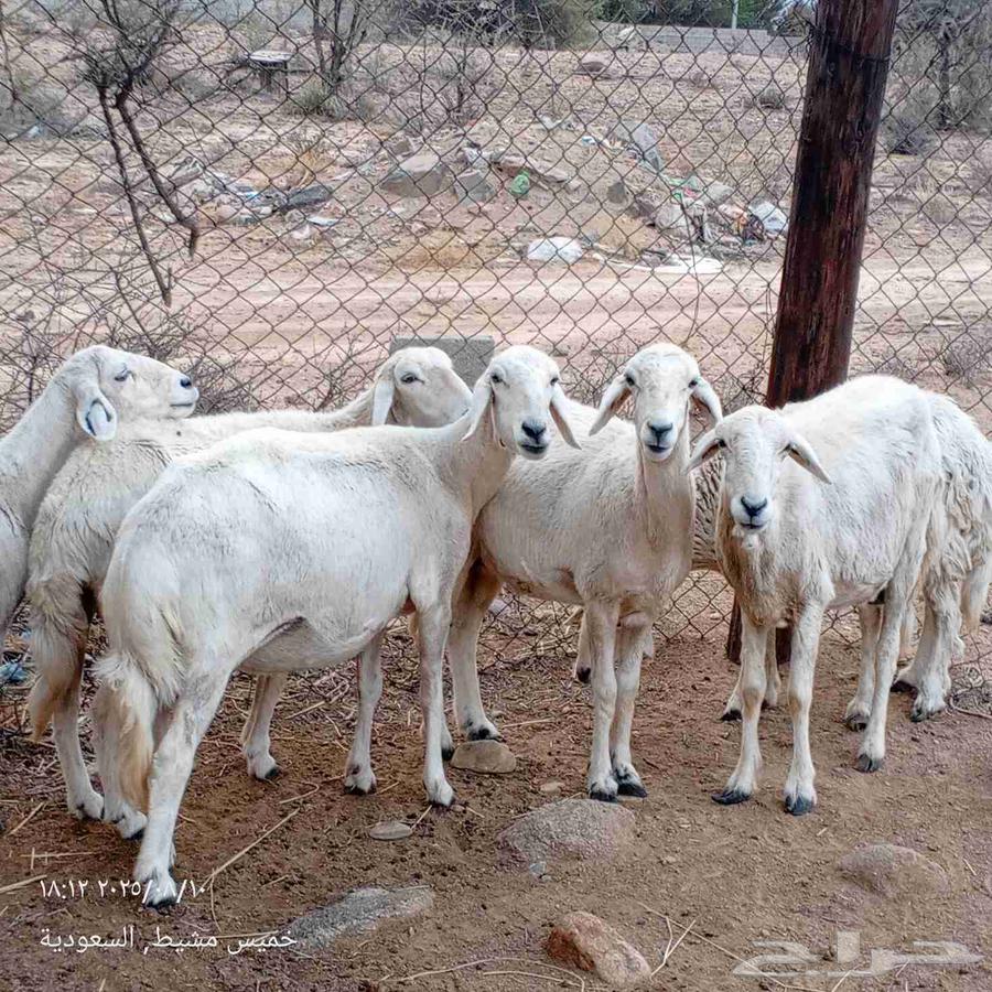 Sheep for sale64436253076353112