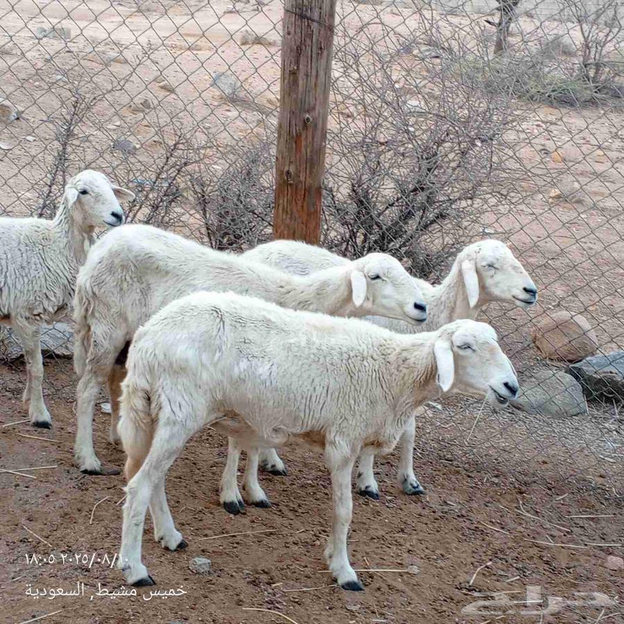 Sheep for sale64436253076353110