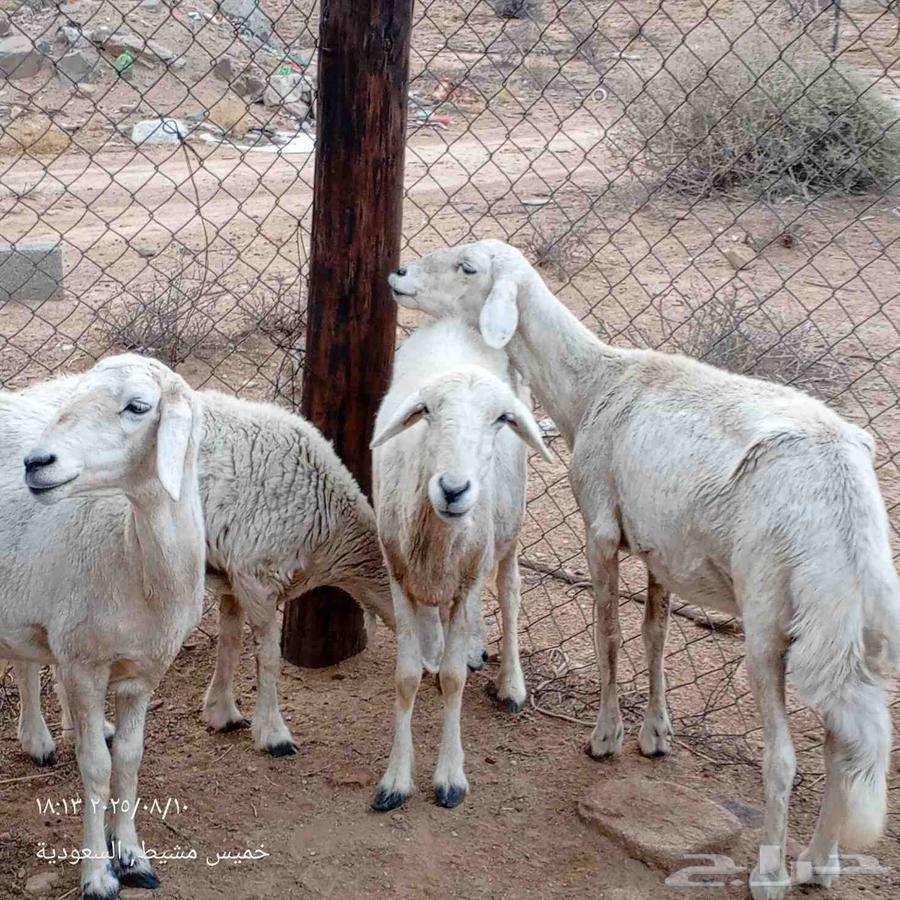 ضان للبيع64437126231937110