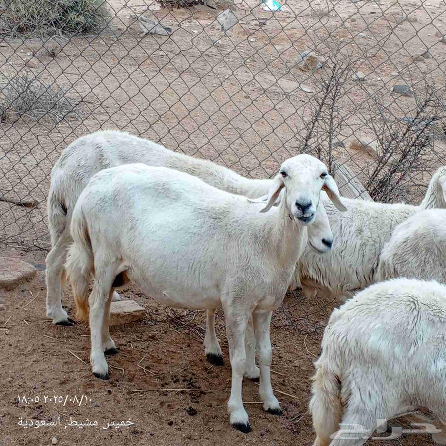 ضان للبيع64437126231937112