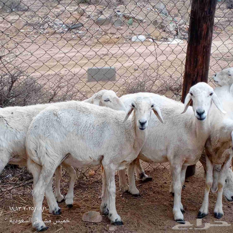Sheep for sale64436253076353113
