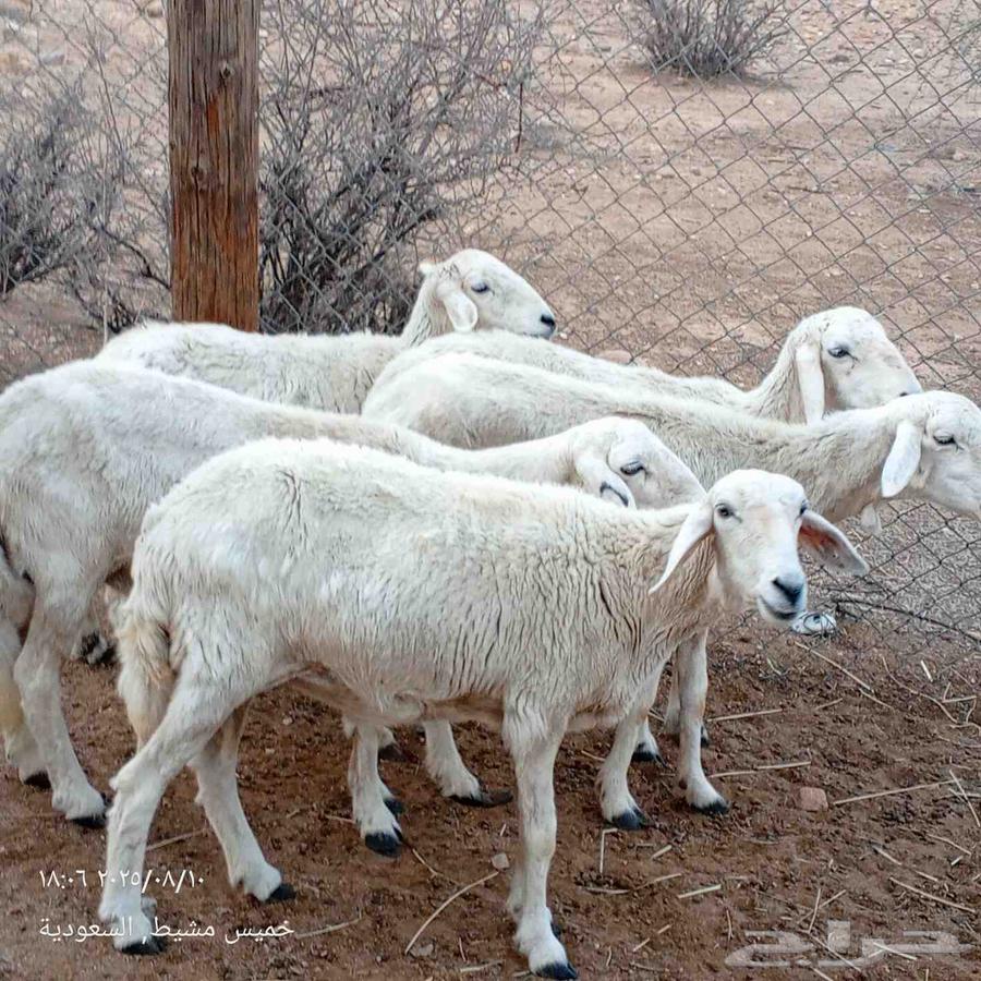 ضان للبيع64437126231937111