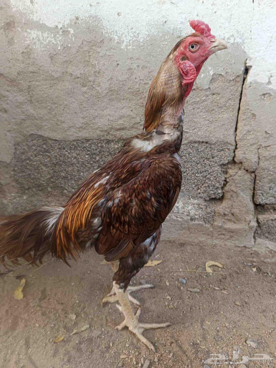 للبيع ديك باكستاني64439009377282112