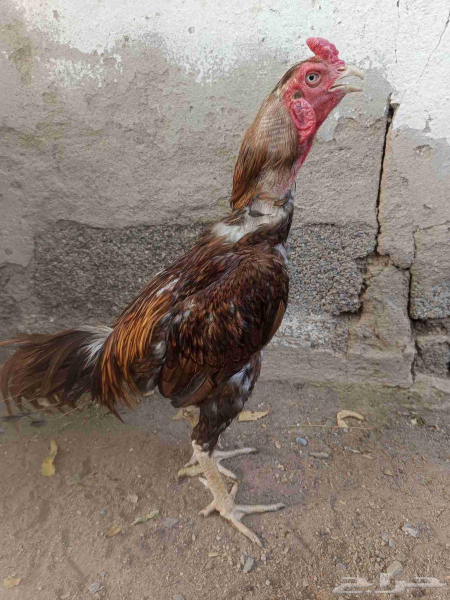 للبيع ديك باكستاني64439009377282110