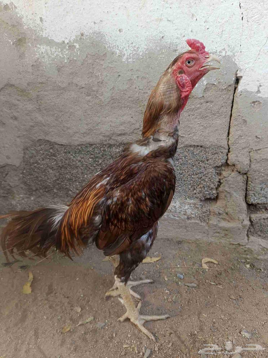 للبيع ديك باكستاني64439009377282111