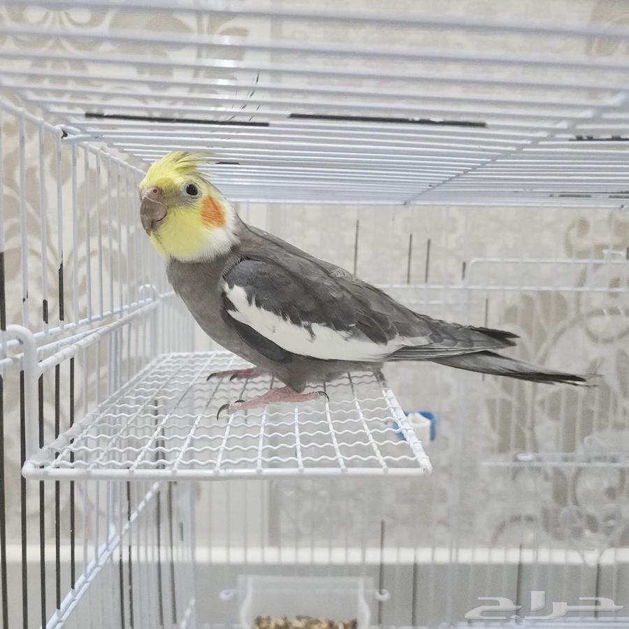 طيور كروان (كوكتيل) للبيع64440941532803110