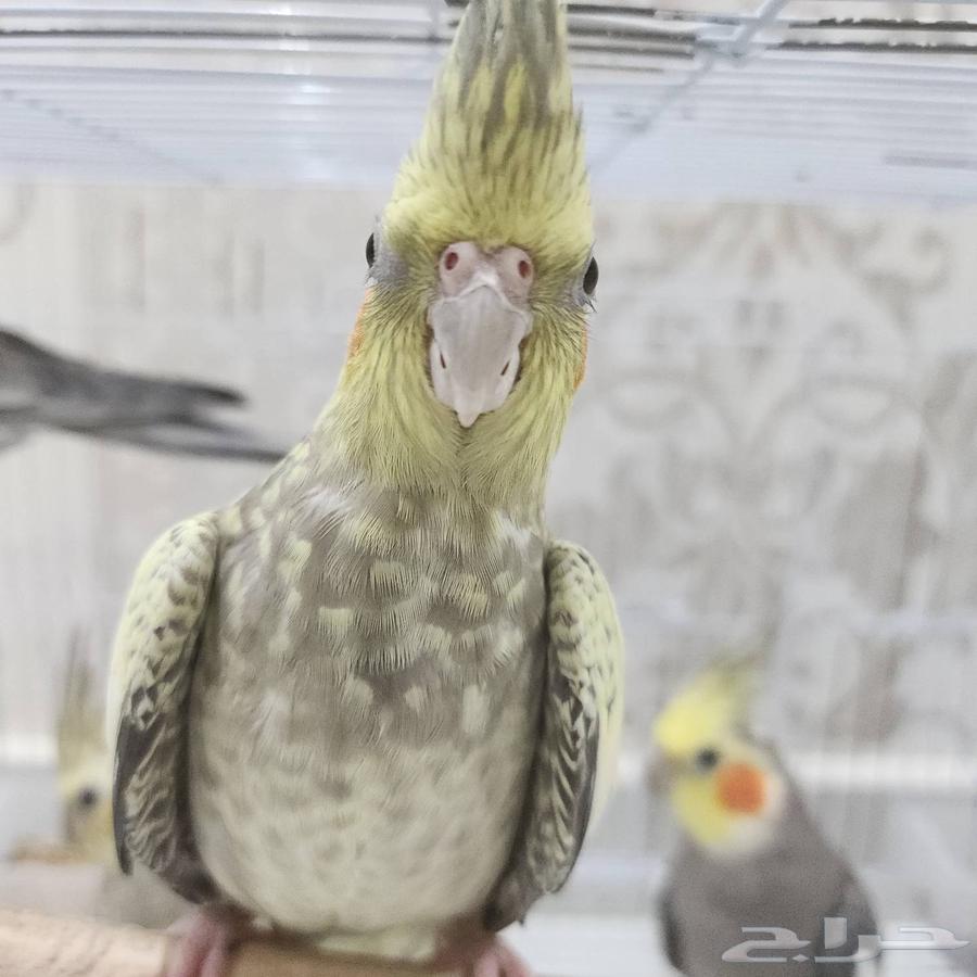 طيور كروان (كوكتيل) للبيع64440941532803111