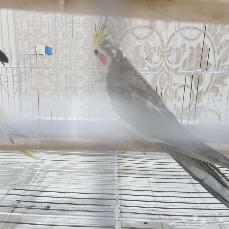 طيور كروان (كوكتيل) للبيع64440941532803112