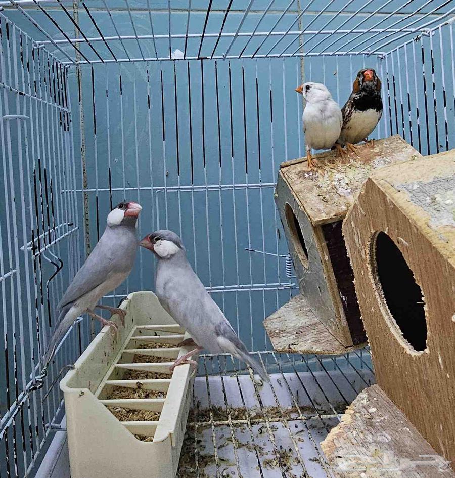 جاوا سيلفر و زيبرا بلاك بريست64434605753091110