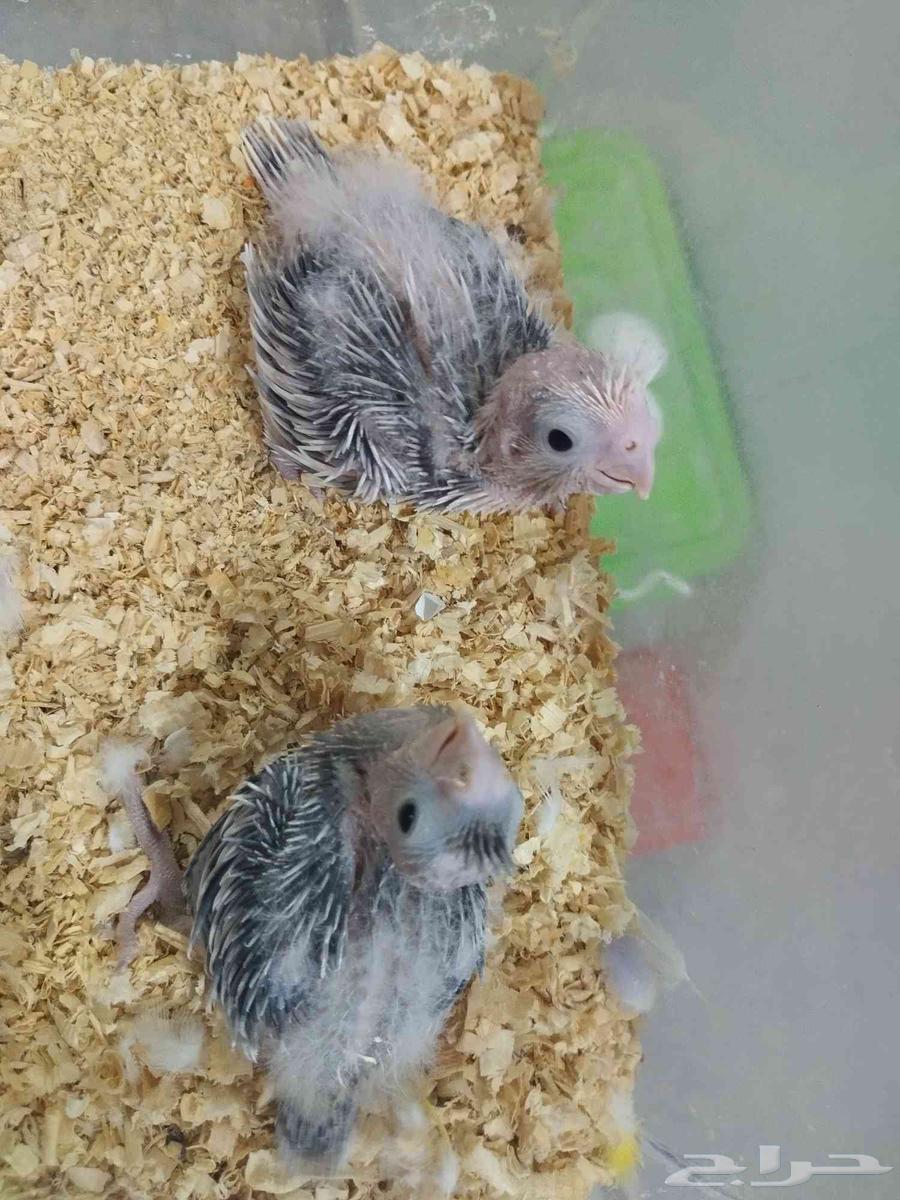 فرخين كروان هولندي للغر64441377535745112